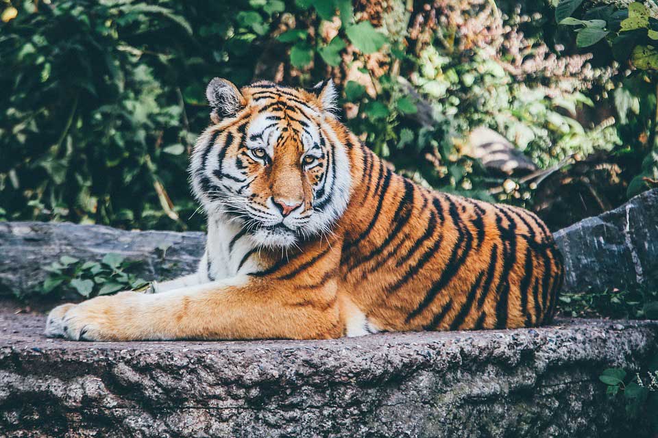 Tadoba