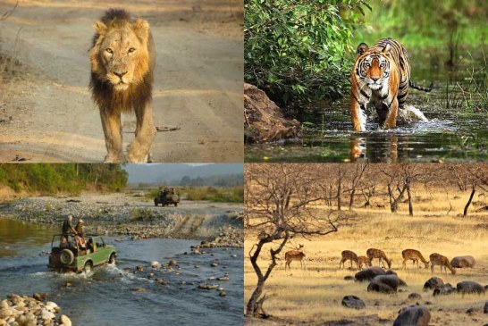 Facts about Top 5 Wildlife Destinations of India
