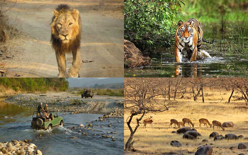 facts-about-top-5-wildlife-destinations-of-india
