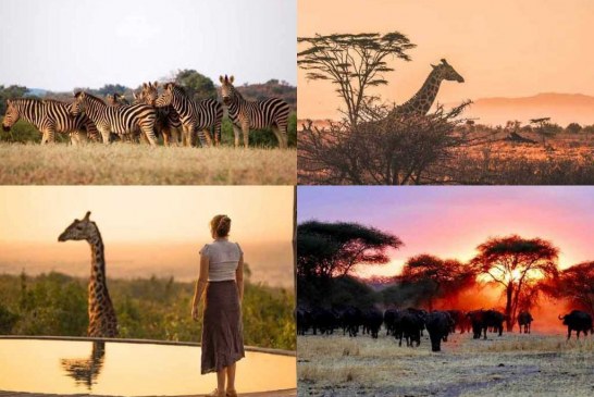 5 Best Destinations for a Safari Holiday